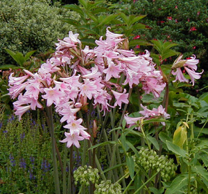 Amaryllis belladonna