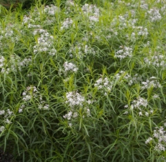 Amsonia ciliata