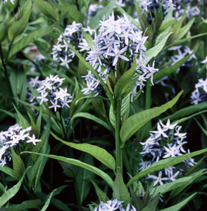 Amsonia illustris