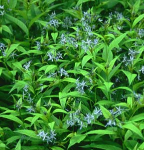 Amsonia tabernaemontana var. salicifolia