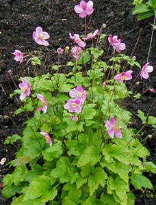 Anemone hybrida 'Bowle's Pink'