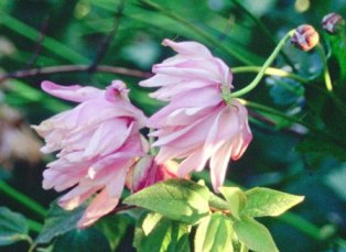 Anemone hybrida 'Konigin Charlotte'