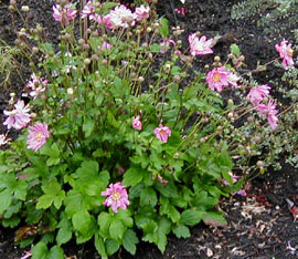 Anemone hybrida 'Lady Gilmour'