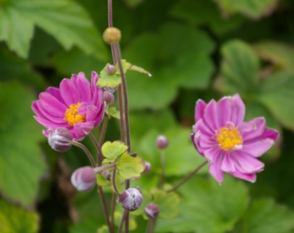 Anemone hybrida 'Pamina'