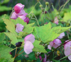 Anemone hybrida 'Richard Arends'