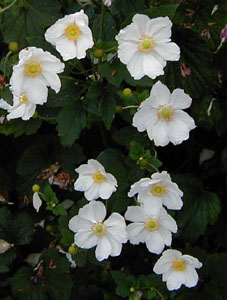 Anemone hybrida 'White'