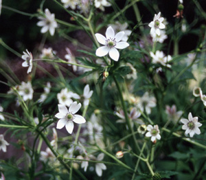 Anemone leveillei