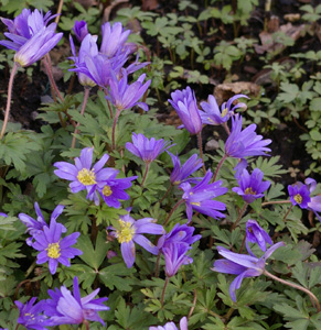 Anemone nemorosa