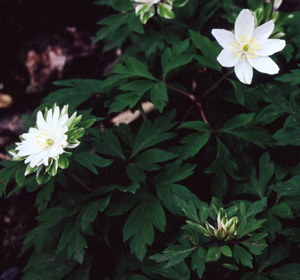Anemone nemorosa 'Bracteata Pleniflora'