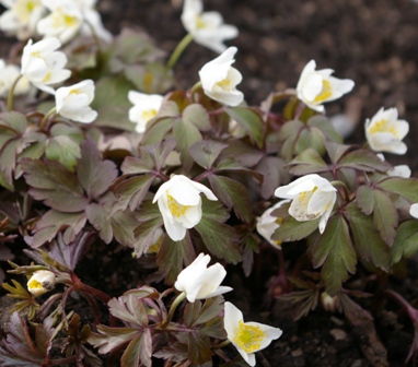 Anemone nemorosa 'Bronze Leaf'