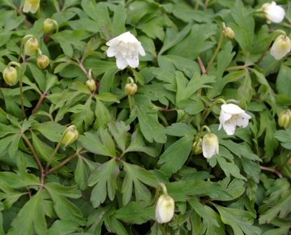 Anemone nemorosa 'Flore Pleno'