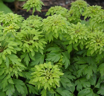 Anemone nemorosa 'Green Finger'