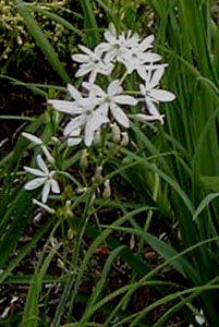 Anthericum liliago