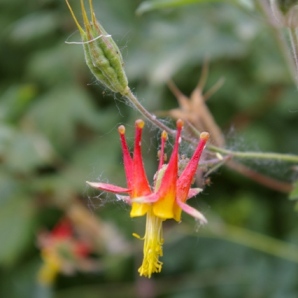Aquilegia formosa
