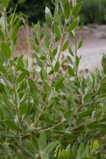 Arctostaphylos densiflora 'Sentinel'