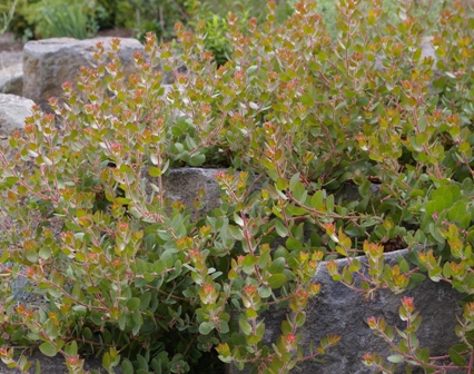 Arctostaphylos 'John Dourley'