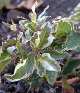 Ardisia japonica 'Dragon Brocade'