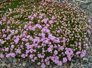 Armeria juniperifolia