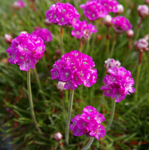 Armeria maritima