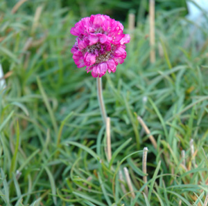 Armeria maritima 'Dusseldorf Pride'