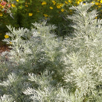 Artemisia 'Huntington Gardens'