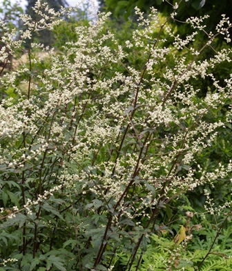 Artemisia lactiflora 'Guizhou'