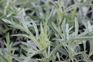 Artemisia ludoviciana 'Silver Queen'