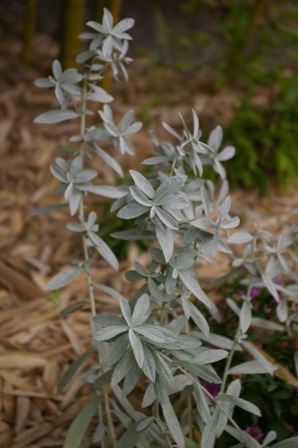 Artemisia ludoviciana 'Silver Queen'
