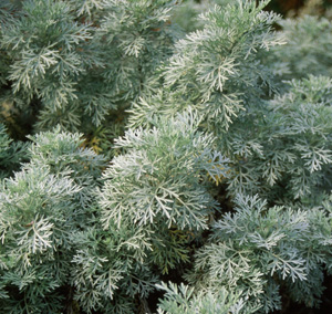 Artemisia 'Powis Castle'