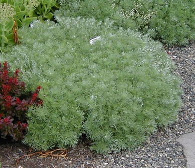 Artemisia schmidtiana 'Silver Mound'