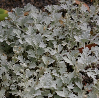 Artemisia stelleriana 'Boughton Silver'