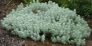 Artemisia versicolor