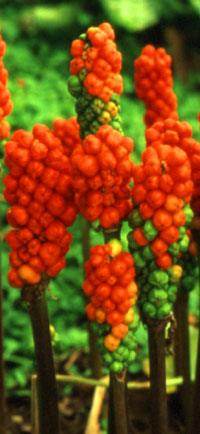 Arum italicum