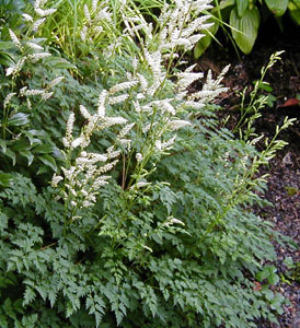 Aruncus aethusifolius