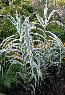 Arundo donax 'Variegata'