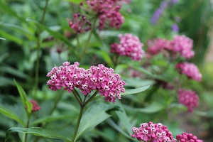 Asclepias incarnata