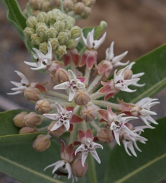 Asclepias speciosa