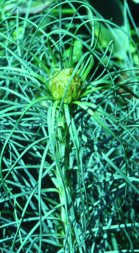 Asphodeline lutea