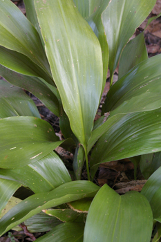 Aspidistra elatior