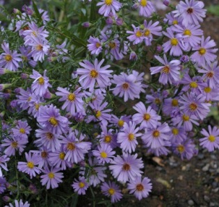 Aster amellus 'Doktor Otto Petschek'
