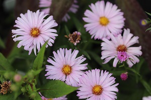 Aster 'Chatterbox'