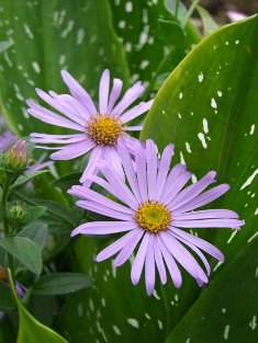 Aster frikartii 'Moench'