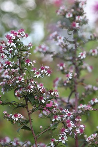 Aster lateriflorus 'Prince'