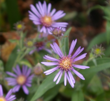 Aster modestus