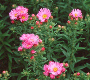 Aster novae-angliae 'Honeysong Pink'