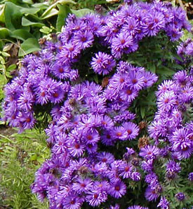 Aster novae-angliae 'Purple Dome'