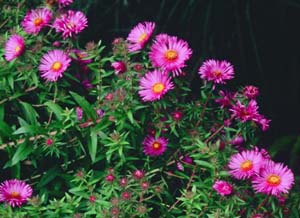 Aster novae-angliae 'Septemberrubin'