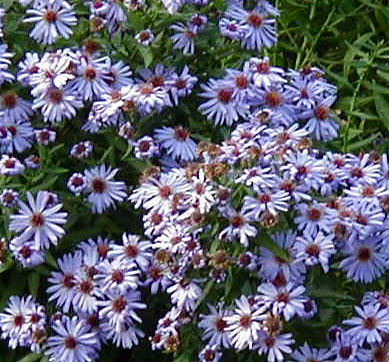 Aster novi-belgii 'Professor Anton Kippenberg'