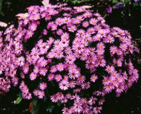 Aster novi-belgii 'Rosenwichtel'