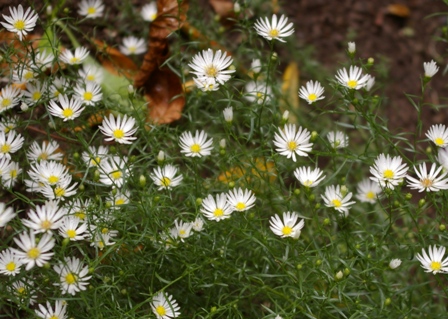 Aster pringlei 'Monte Casino White'